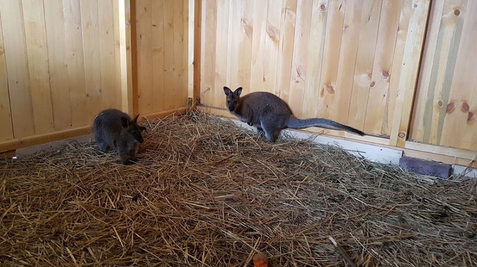 W żywieckim Mini Zoo zamieszkały... kangury!